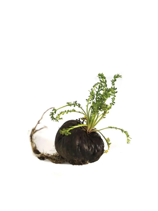 Maca Noire BIO 400 g – Écotype Sélectionné Junin | Asieco