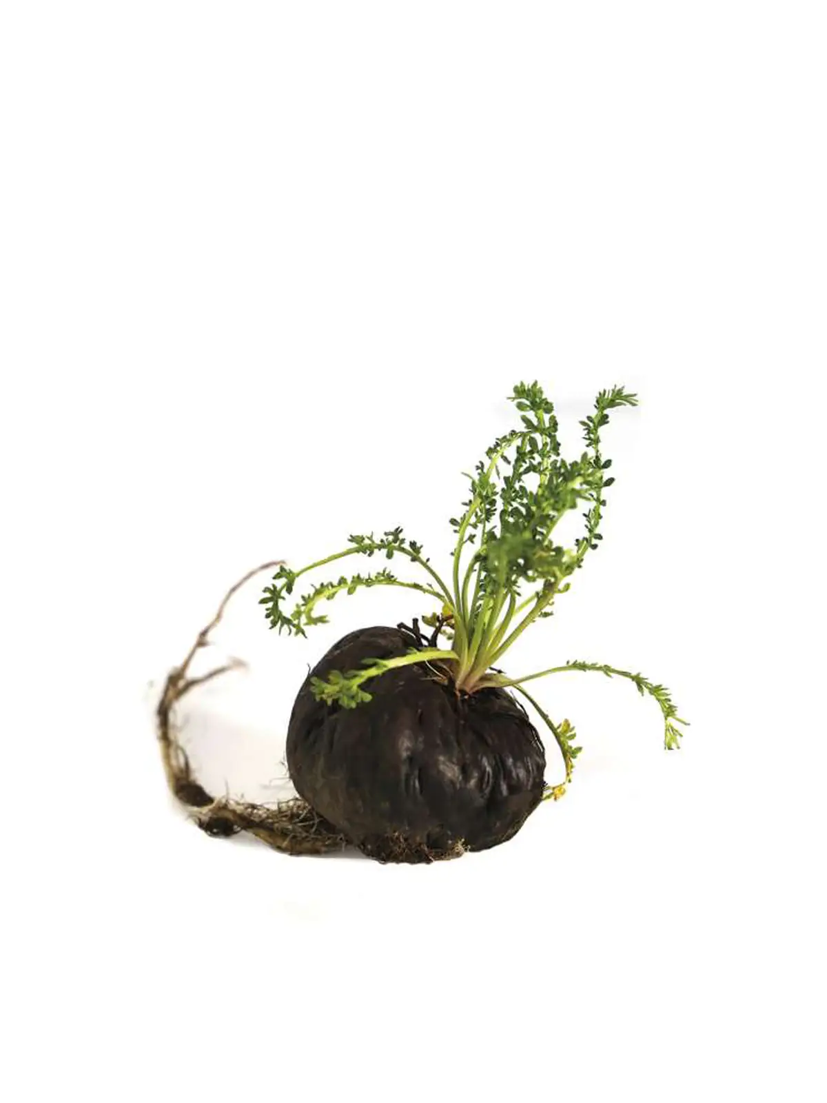 Maca Noire BIO 400 g – Écotype Sélectionné Junin | Asieco