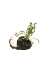 Maca Noire BIO 400 g – Écotype Sélectionné Junin | Asieco